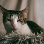 Your Cat's Secret Language: Why Those Slow Blinks Mean So Much