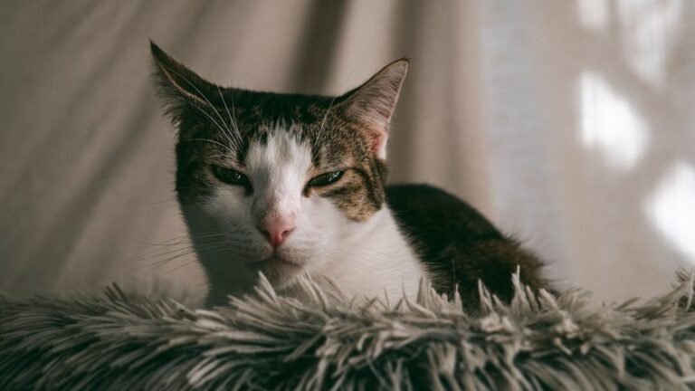 Your Cat's Secret Language: Why Those Slow Blinks Mean So Much