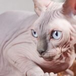 8 Worst Cat Breeds for Those Who Prefer a Quite Feline Companion