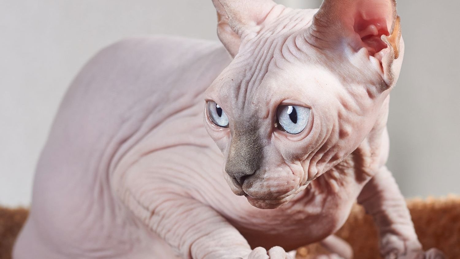 8 Worst Cat Breeds for Those Who Prefer a Quite Feline Companion