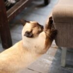 How To Get My Cat To Stop Scratching The Furniture