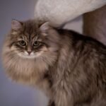 10 Cat Breeds Groomers Say Are Tougher Than They Look