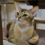 8 Cat Breeds That Can Challenge Apartment Owners, According to Some Vets