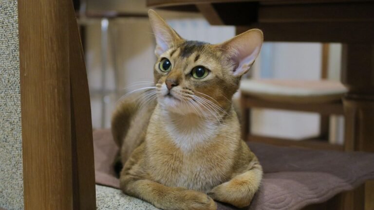 8 Cat Breeds That Can Challenge Apartment Owners, According to Some Vets