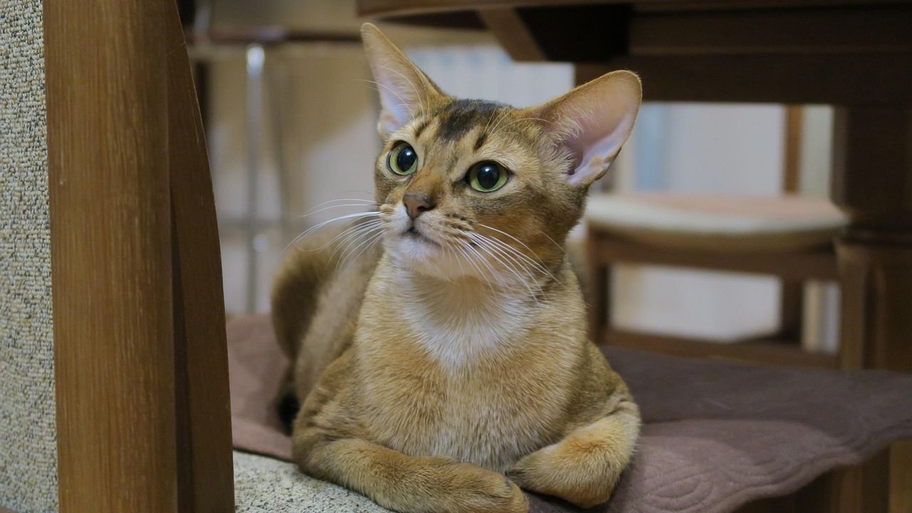 8 Cat Breeds That Can Challenge Apartment Owners, According to Some Vets