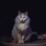 Cats That Become Emotionally Distant Based on Their Owner's Zodiac Sign