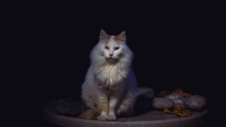 Cats That Become Emotionally Distant Based on Their Owner's Zodiac Sign