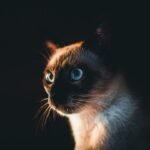 The Cat–Zodiac Pairings Most Likely to Create Anxiety on Both Sides