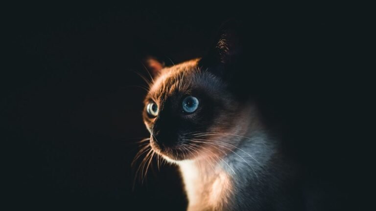 The Cat–Zodiac Pairings Most Likely to Create Anxiety on Both Sides