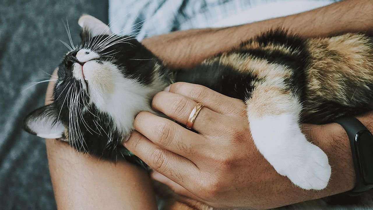 8 Things Your Cat Does When It's Safe With You