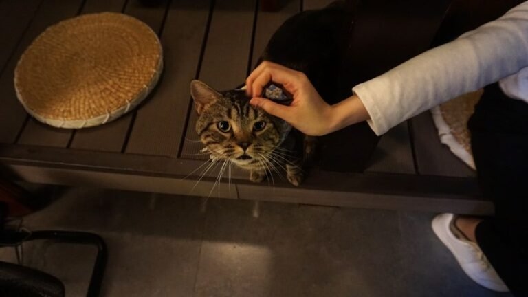 Why Your Cat Follows You Everywhere: A Sign of Devotion?