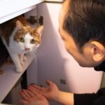 Zodiac–Cat Matches That Look Perfect - But Slowly Fall Apart