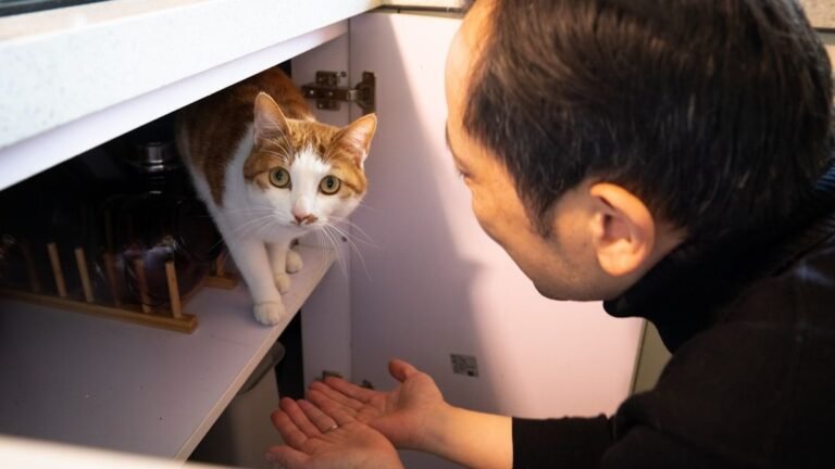 Zodiac–Cat Matches That Look Perfect - But Slowly Fall Apart