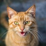 Why Does Your Cat 'Talk' to You? It's More Than Just a Meow!