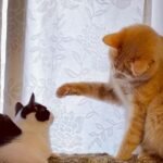 Cats Actually Do Choose Their Humans, Here's How They Do It
