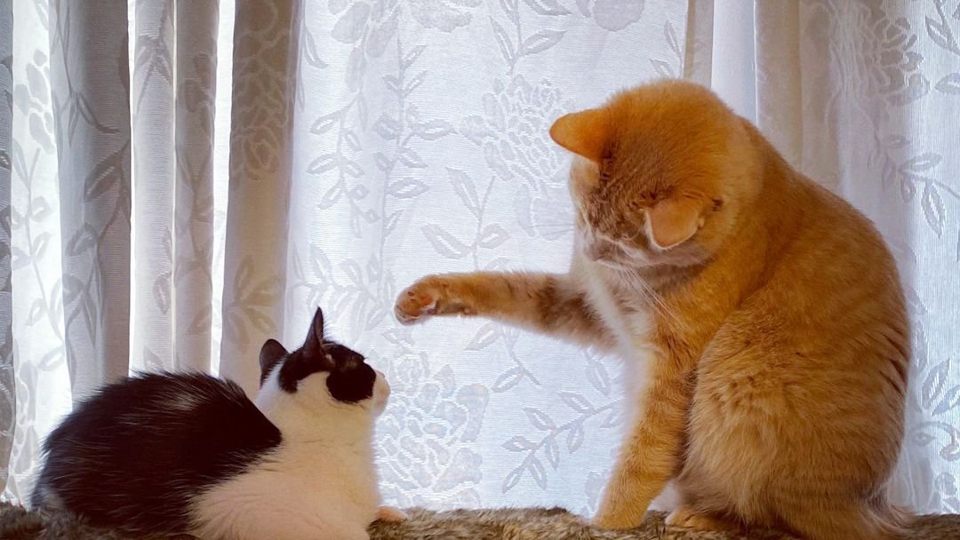 Cats Actually Do Choose Their Humans, Here's How They Do It