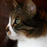 What If Your Cat's Nightly Zoomies Are Their Way of Guarding Your Home?