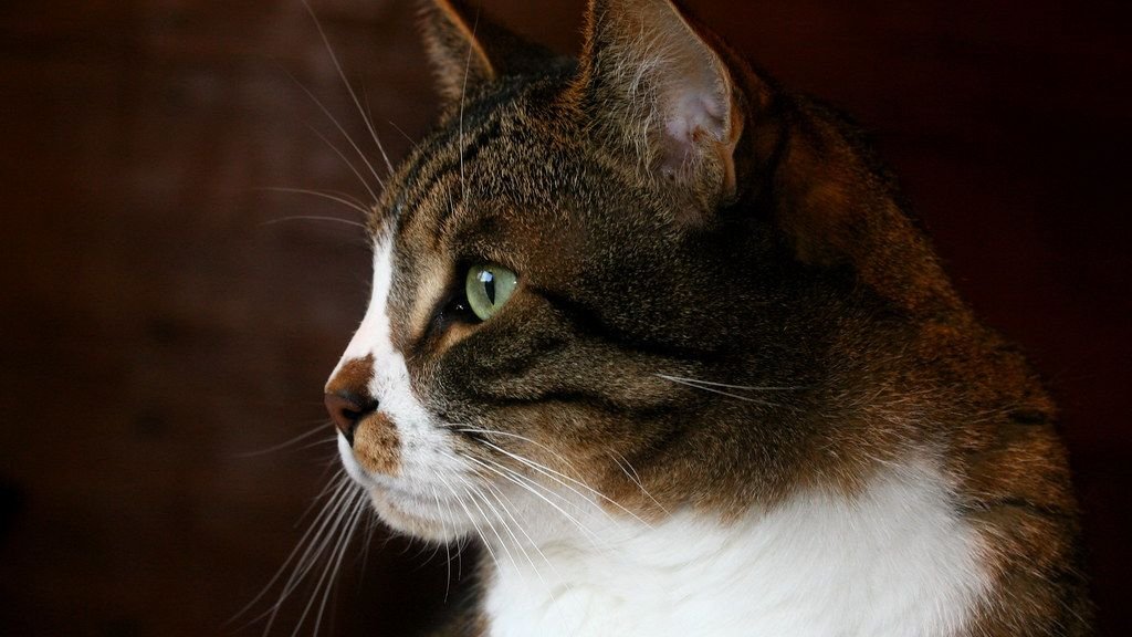 What If Your Cat's Nightly Zoomies Are Their Way of Guarding Your Home?