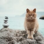 What If Your Cat's Obsession with Sunbeams is a Sign of Feline Mindfulness?