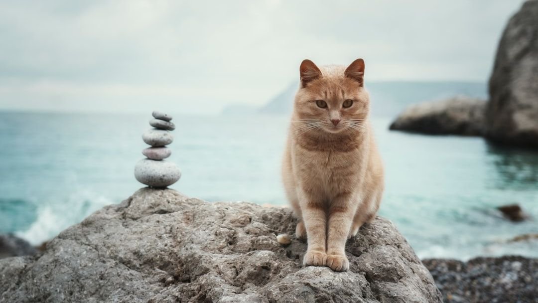 What If Your Cat's Obsession with Sunbeams is a Sign of Feline Mindfulness?