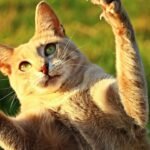 7 Surprising Ways Your Cat Communicates Beyond Meows and Purrs