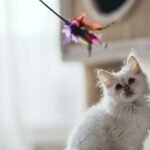 8 Mistakes You Might Be Making When Playing with Your Cat