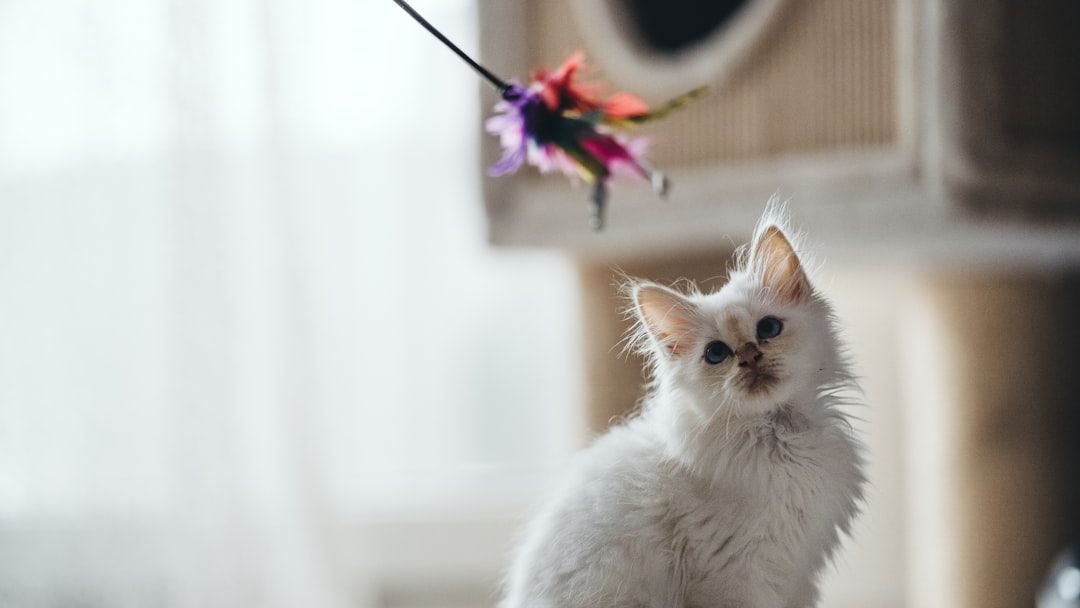 8 Mistakes You Might Be Making When Playing with Your Cat