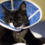 At What Age Should I Neuter My Cat