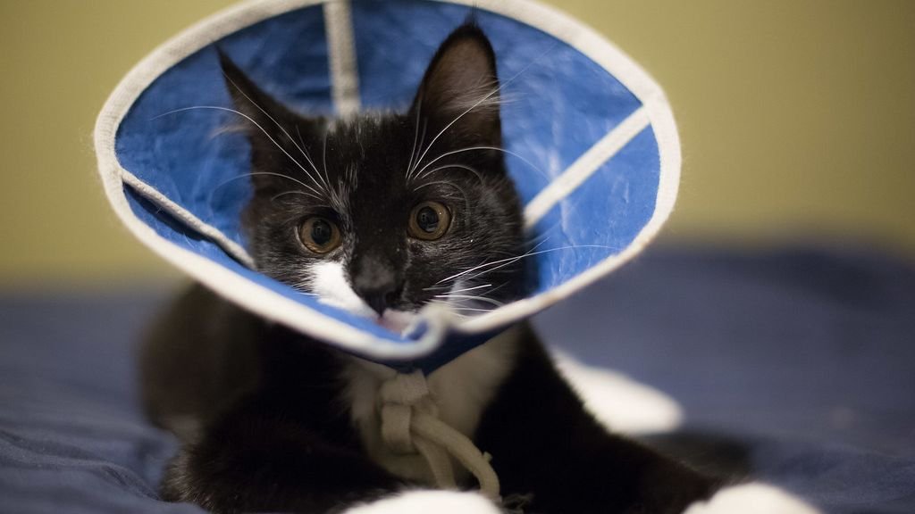 At What Age Should I Neuter My Cat