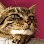 Your Cat's Silent Language: Decoding Their Unique Comfort Signals