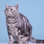 10 Cat Breeds Thriving in US Cities: Urban Feline Companions