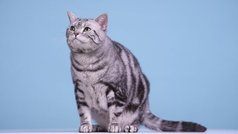 10 Cat Breeds Thriving in US Cities: Urban Feline Companions