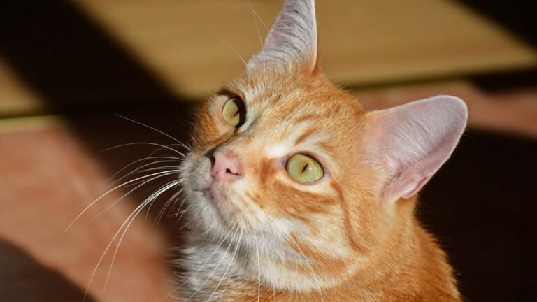 7 Easy Ways to Communicate Better With Your Cat