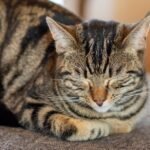 What If Your Cat's Napping Habits Reveal Their Inner Confidence?