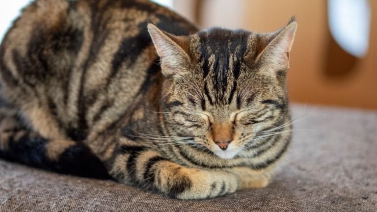 What If Your Cat's Napping Habits Reveal Their Inner Confidence?