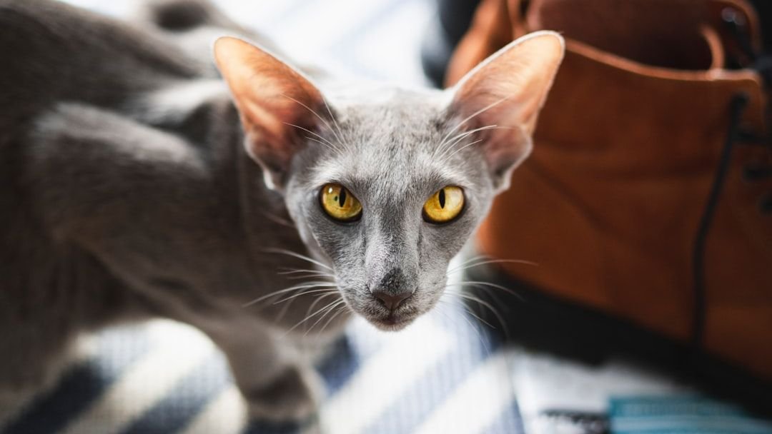 10 Cat Breeds That Are a Destructive Force Indoors