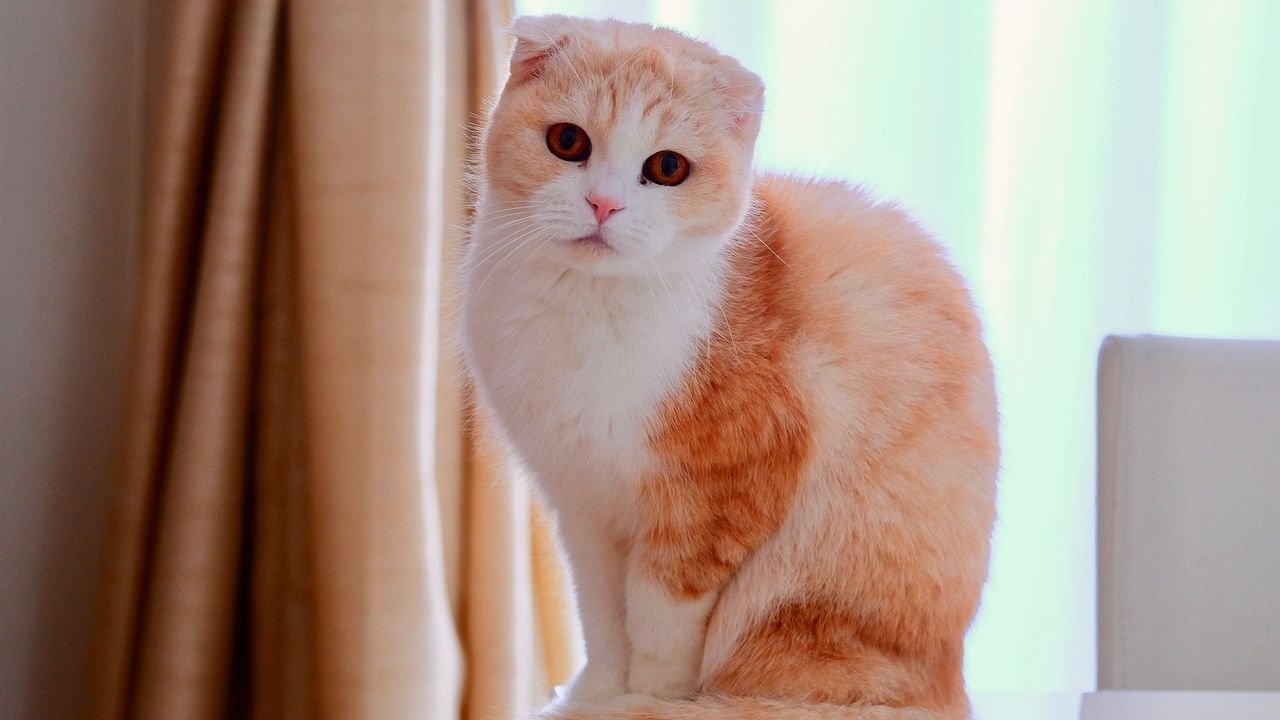 7 Cat Breeds That Bond Best with Older Adults: Calm and Loving Companions