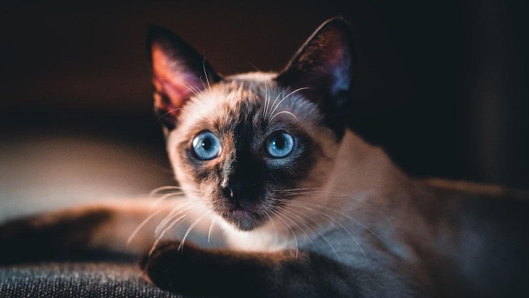 10 Cat Breeds Nearly Impossible to Housebreak