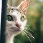 7 Ways Your Cat Secretly Guards You: Unseen Acts of Feline Protection