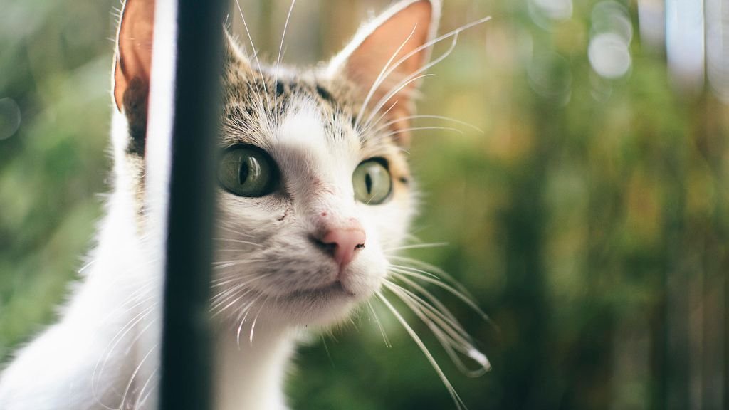 7 Ways Your Cat Secretly Guards You: Unseen Acts of Feline Protection