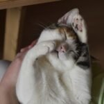 Your Cat's Purr is a Healing Melody: Its Surprising Health Benefits