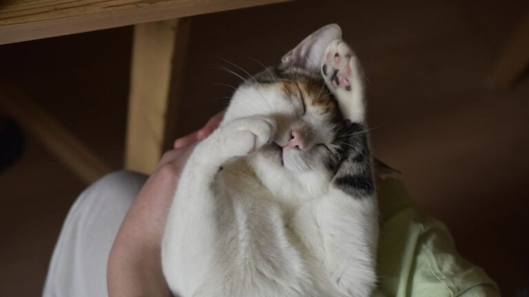 Your Cat's Purr is a Healing Melody: Its Surprising Health Benefits