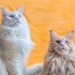 The Cat Breeds That Expose Each Zodiac Sign's Patience Limits