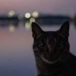 8 Myths About Cat Happiness Debunked: What Truly Makes Them Purr