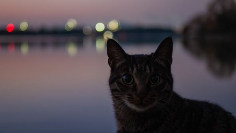 8 Myths About Cat Happiness Debunked: What Truly Makes Them Purr