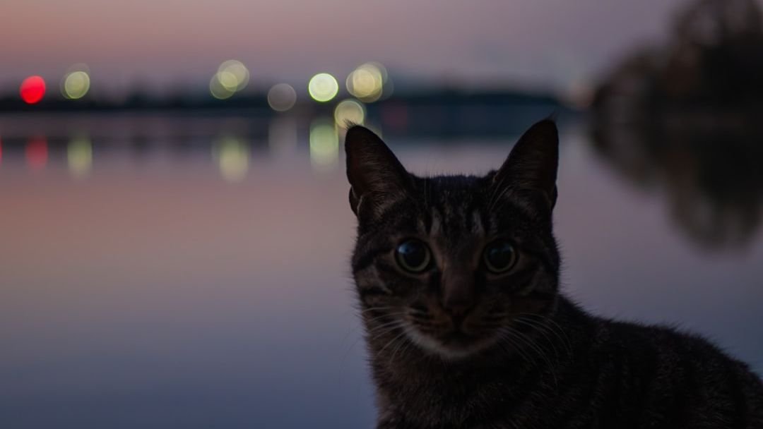 8 Myths About Cat Happiness Debunked: What Truly Makes Them Purr