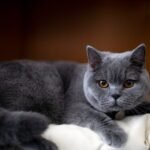 The Best Cat Breeds for Quiet Living in Rural Texas Homes