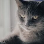 7 Breeds That Bond Best with Older Adults