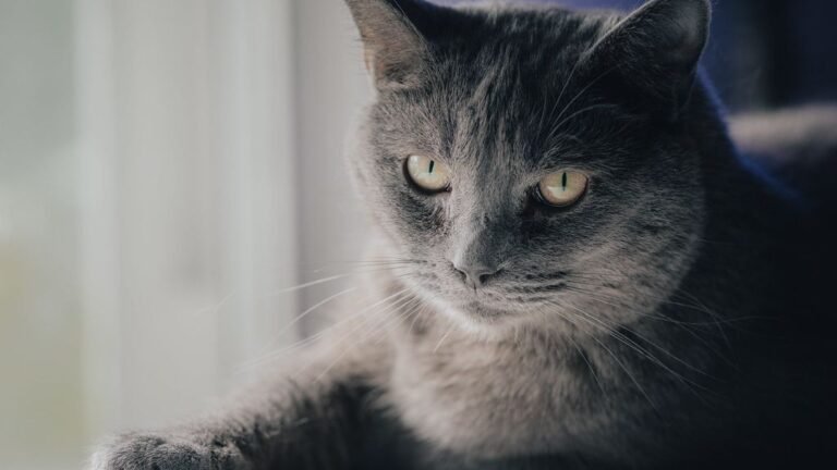 7 Breeds That Bond Best with Older Adults