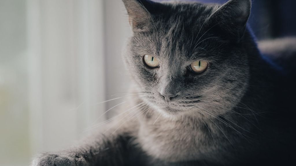 7 Breeds That Bond Best with Older Adults